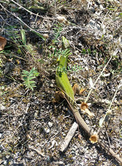 Lacerta viridis