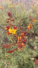 Erythrostemon angulatus