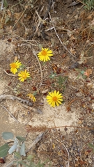 Chaetanthera glabrata