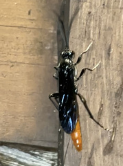 Protichneumon grandis