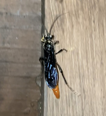 Protichneumon grandis