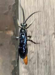 Protichneumon grandis