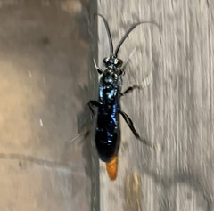 Protichneumon grandis