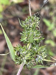 Pycnanthemum albescens