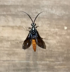 Protichneumon grandis