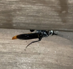 Protichneumon grandis