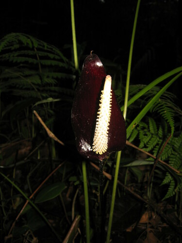 Anthurium watermaliense