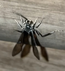 Protichneumon grandis