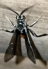 Protichneumon grandis
