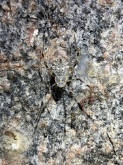 Herennia multipuncta