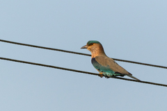 Coracias benghalensis