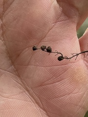 Pycnanthemum albescens