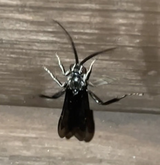 Protichneumon grandis