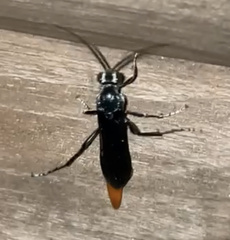 Protichneumon grandis