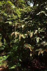 Oxyanthus speciosus
