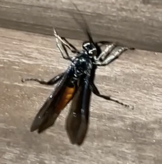 Protichneumon grandis