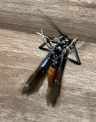 Protichneumon grandis
