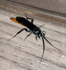 Protichneumon grandis