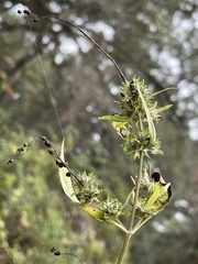 Pycnanthemum albescens
