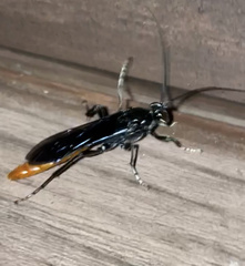 Protichneumon grandis
