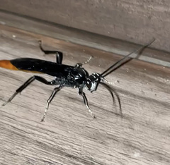 Protichneumon grandis