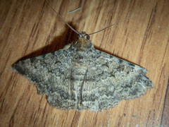 Polydesma