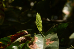 Oxyanthus speciosus