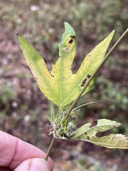 Pycnanthemum albescens