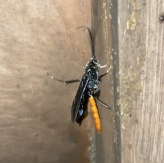 Protichneumon grandis