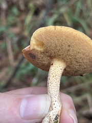 Suillus hirtellus