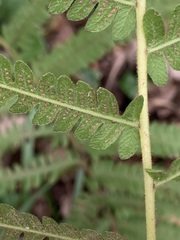 Pelazoneuron kunthii