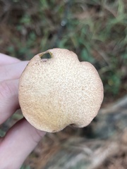 Suillus hirtellus