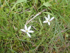 Lobelia angulata