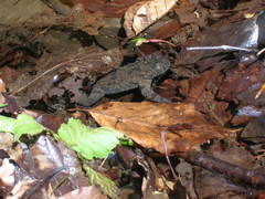 Bombina variegata pachypus