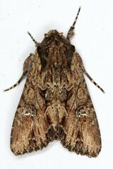 Mniotype occidentalis