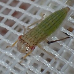 Homalodisca insolita