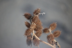 Xanthium orientale italicum