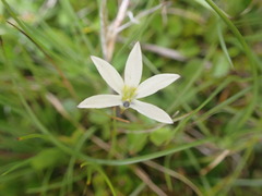 Lobelia angulata