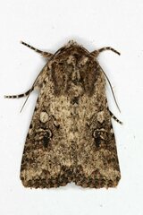 Mythimna languida
