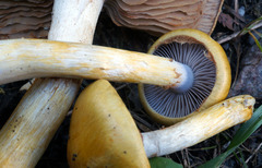 Cortinarius delibutus