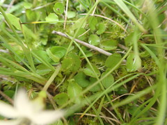 Lobelia angulata