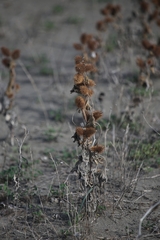 Xanthium orientale italicum