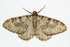 Nebula ibericata