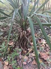 Yucca aloifolia