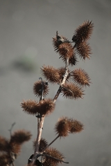 Xanthium orientale italicum