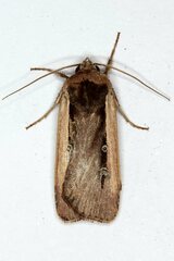 Ochropleura leucogaster