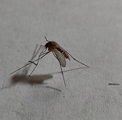 Aedes vexans