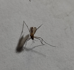 Aedes vexans
