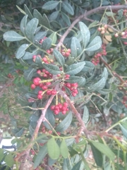 Pistacia lentiscus