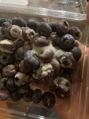 Penicillium digitatum